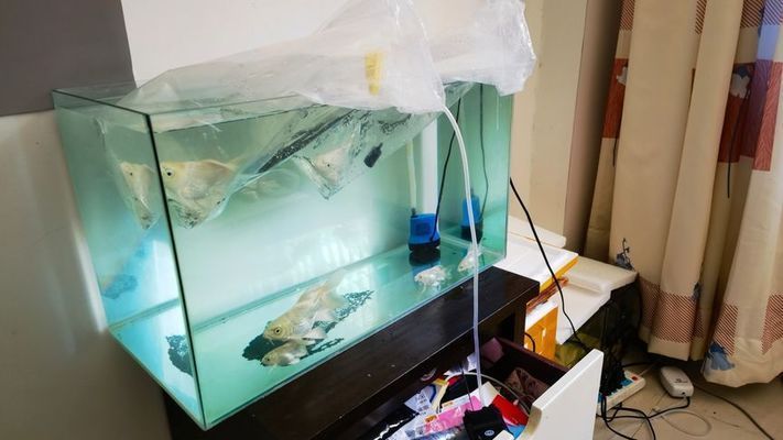 蝴蝶鯉夏季高溫期如何養護：夏季蝴蝶鯉高溫期水質管理技巧蝴蝶鯉水溫控制有效手段