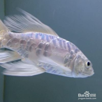 蝴蝶鯉夏季高溫期如何養護：夏季蝴蝶鯉高溫期水質管理技巧蝴蝶鯉水溫控制有效手段