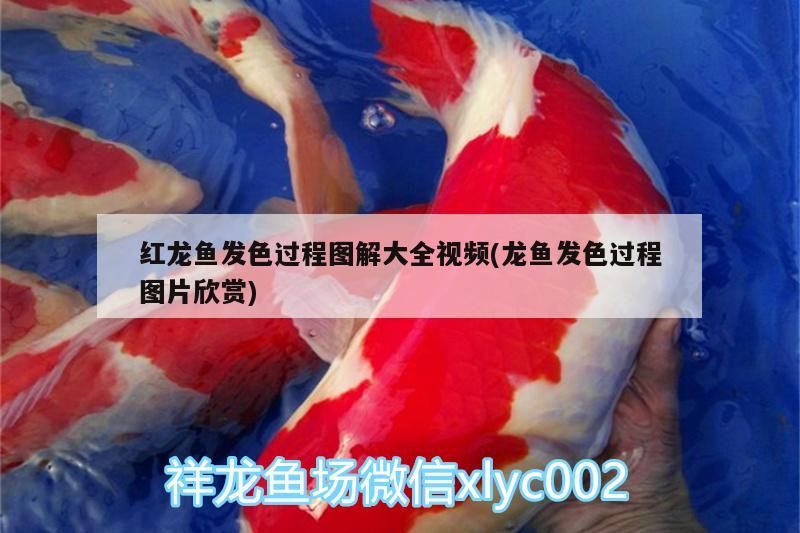 紅龍魚發色過程圖解大全視頻(龍魚發色過程圖片欣賞)