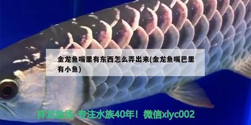龍魚的證書：龍魚吞食異物怎么辦