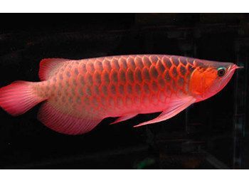 紅龍魚生活環(huán)境：關于紅龍魚生活環(huán)境的詳細信息