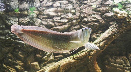 龍魚尾巴爛掉了怎么辦視頻：處理龍魚尾巴爛掉問題的文字版方法 龍魚尾巴爛掉了怎么辦視頻：處理龍魚尾巴爛掉問題的文字版方法 龍魚百科 第5張