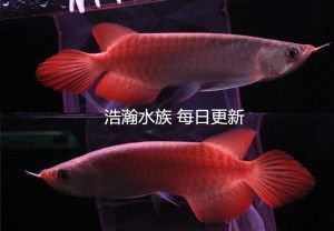 龍魚尾巴爛掉了怎么辦視頻：處理龍魚尾巴爛掉問題的文字版方法 龍魚尾巴爛掉了怎么辦視頻：處理龍魚尾巴爛掉問題的文字版方法 龍魚百科 第4張