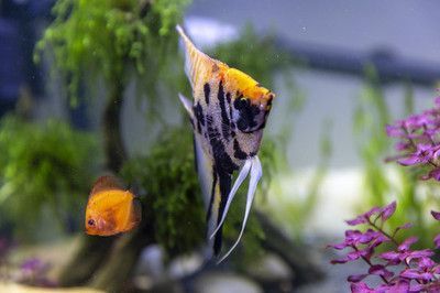 龍魚尾巴爛掉了怎么辦視頻：處理龍魚尾巴爛掉問題的文字版方法 龍魚尾巴爛掉了怎么辦視頻：處理龍魚尾巴爛掉問題的文字版方法 龍魚百科 第1張