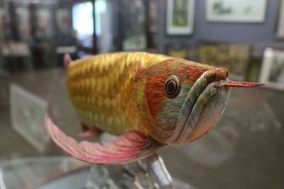 金龍魚如何區分等級和顏色：金龍魚如何區分等級和顏色金龍魚等級和顏色的區別