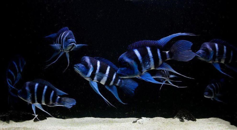 60公分龍魚和多大薩伊藍（60公分的龍魚與薩伊藍混養需要特別注意）