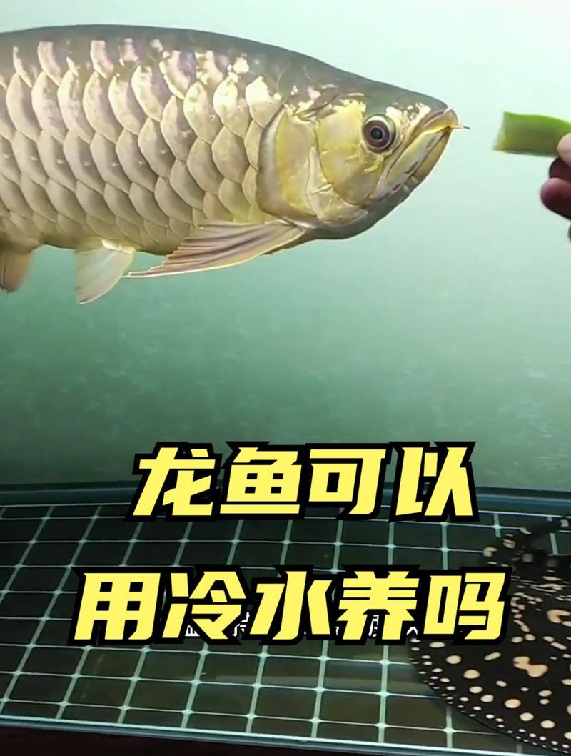 冷水可以養龍魚嗎為什么
