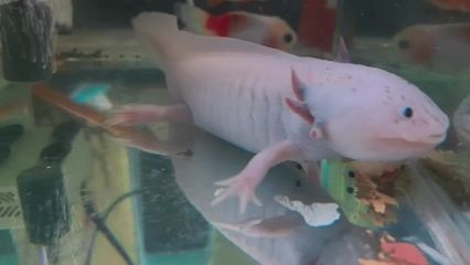 六角恐龍魚被同類咬傷：六角恐龍魚身上出現(xiàn)白色絮狀物可能是水霉病的癥狀物