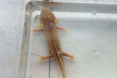 六角恐龍魚被同類咬傷：六角恐龍魚身上出現(xiàn)白色絮狀物可能是水霉病的癥狀物