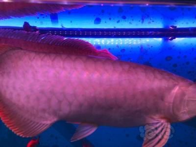 龍魚身上有白膜怎么回事（龍魚身上出現白膜可能由多種因素引起） 龍魚身上有白膜怎么回事（龍魚身上出現白膜可能由多種因素引起） 龍魚百科 第1張