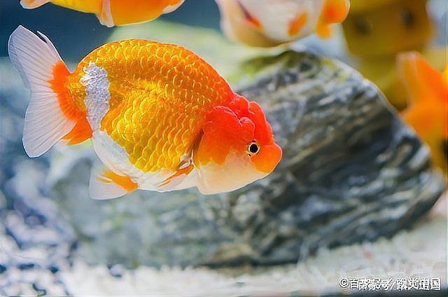 金魚頭部腐爛怎么辦