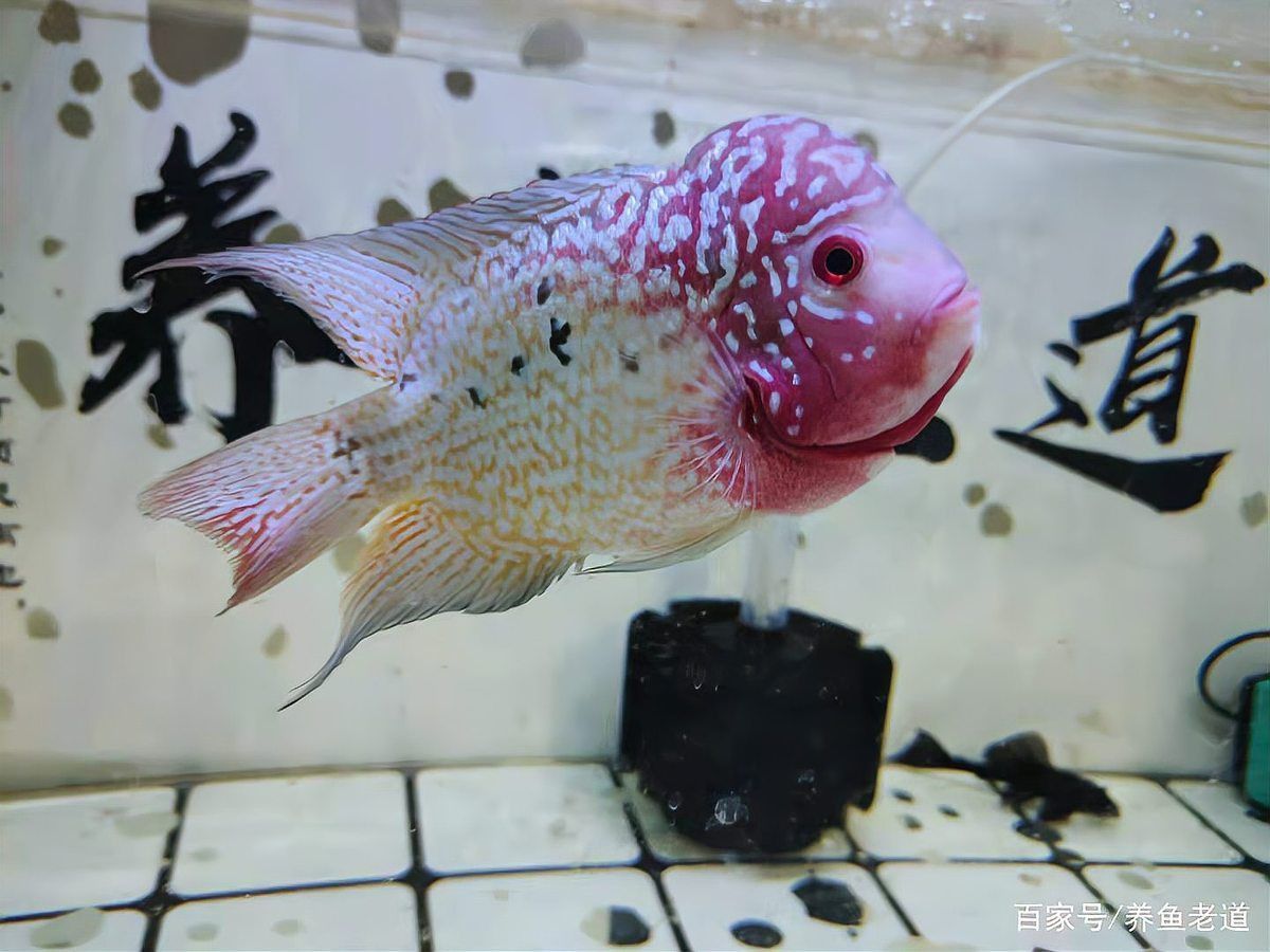 金魚頭部腐爛怎么辦