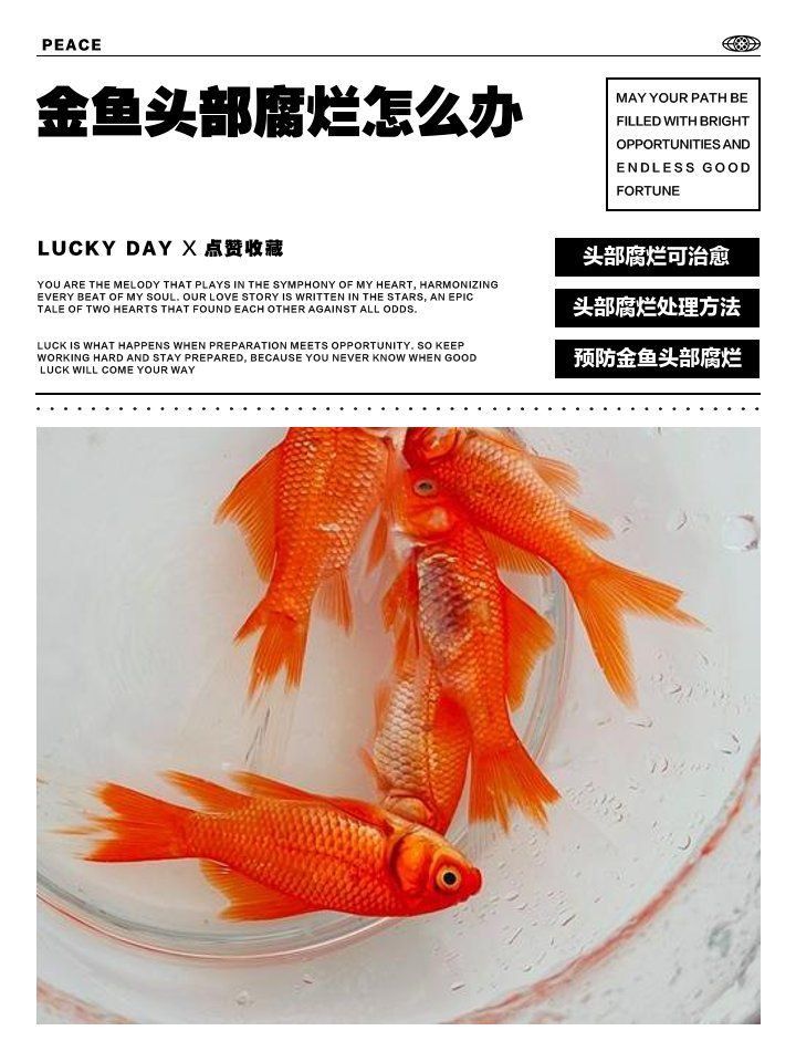 金魚頭部腐爛怎么辦