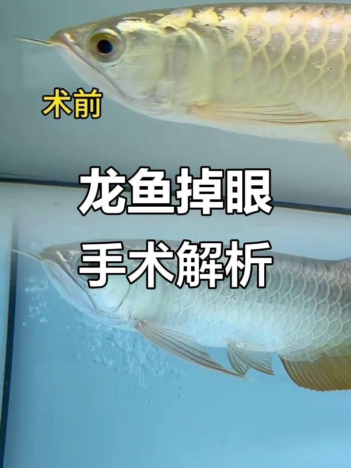 紅龍魚掉眼怎么辦？