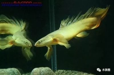 白子金恐龍魚：白子金恐龍魚的飼養技巧