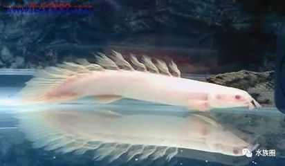 白子金恐龍魚：白子金恐龍魚的飼養技巧