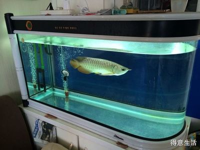 龍魚怎么打包發(fā)貨快：打包發(fā)貨龍魚的詳細(xì)步驟和注意事項(xiàng)
