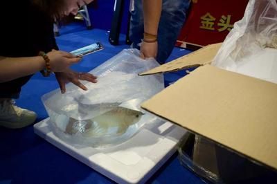 龍魚怎么打包發(fā)貨快：打包發(fā)貨龍魚的詳細(xì)步驟和注意事項(xiàng)