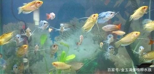 如何通過(guò)光照改善銀龍魚(yú)色彩：銀龍魚(yú)水族箱布置技巧銀龍魚(yú)水族箱布置技巧