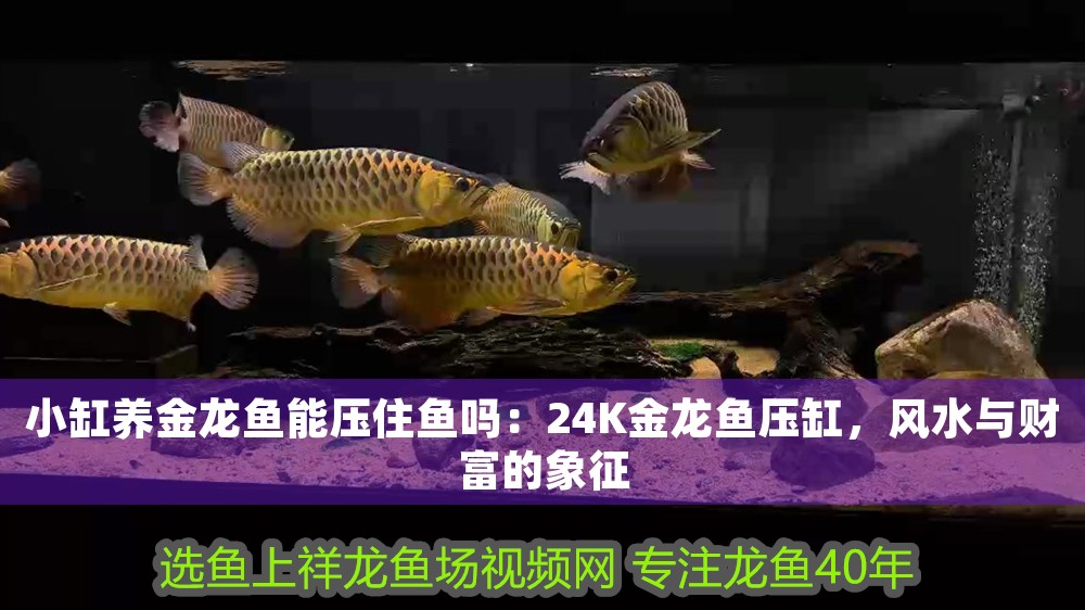 小缸養(yǎng)金龍魚能壓住魚嗎：24K金龍魚壓缸，風(fēng)水與財(cái)富的象征
