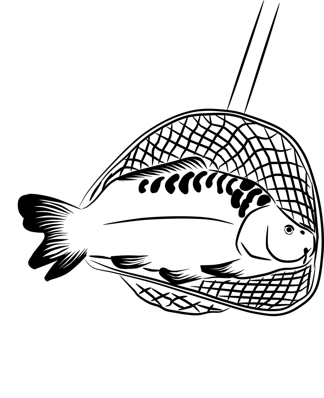 紅龍魚混養(yǎng)什么魚好看：和紅龍魚混養(yǎng)的高端魚