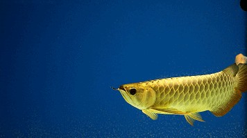 龍魚用黑背景還是白背景好看呢：龍魚的背景顏色選擇