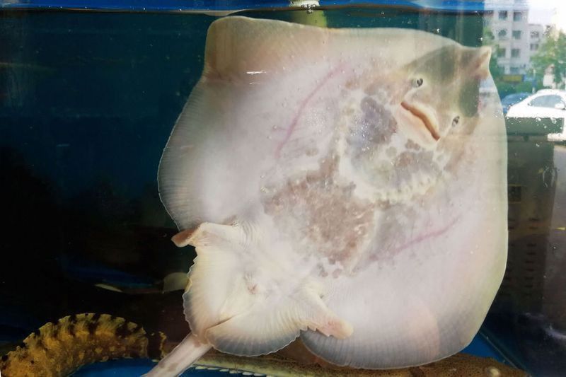 魔鬼魚價格表 魔鬼魚價格表 龍魚百科 第4張