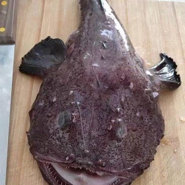 魔鬼魚價格表 魔鬼魚價格表 龍魚百科 第2張