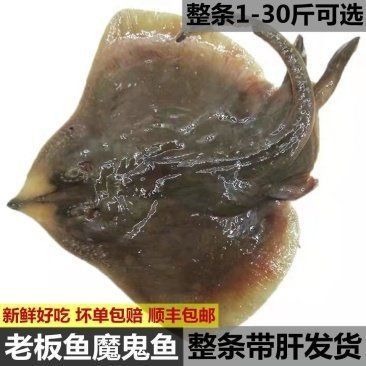 魔鬼魚價格表 魔鬼魚價格表 龍魚百科 第1張