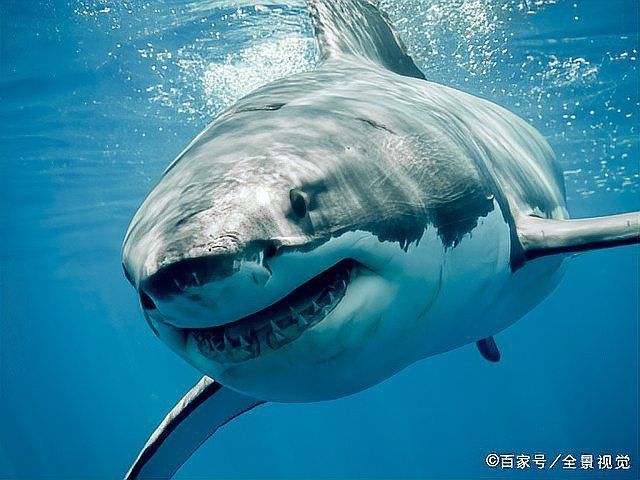 鯨和鯊魚嘴巴哪個大 鯨和鯊魚嘴巴哪個大 龍魚百科 第9張