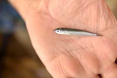 龍魚吃的昆蟲用什么殺菌：關于龍魚的殺菌消毒的方法