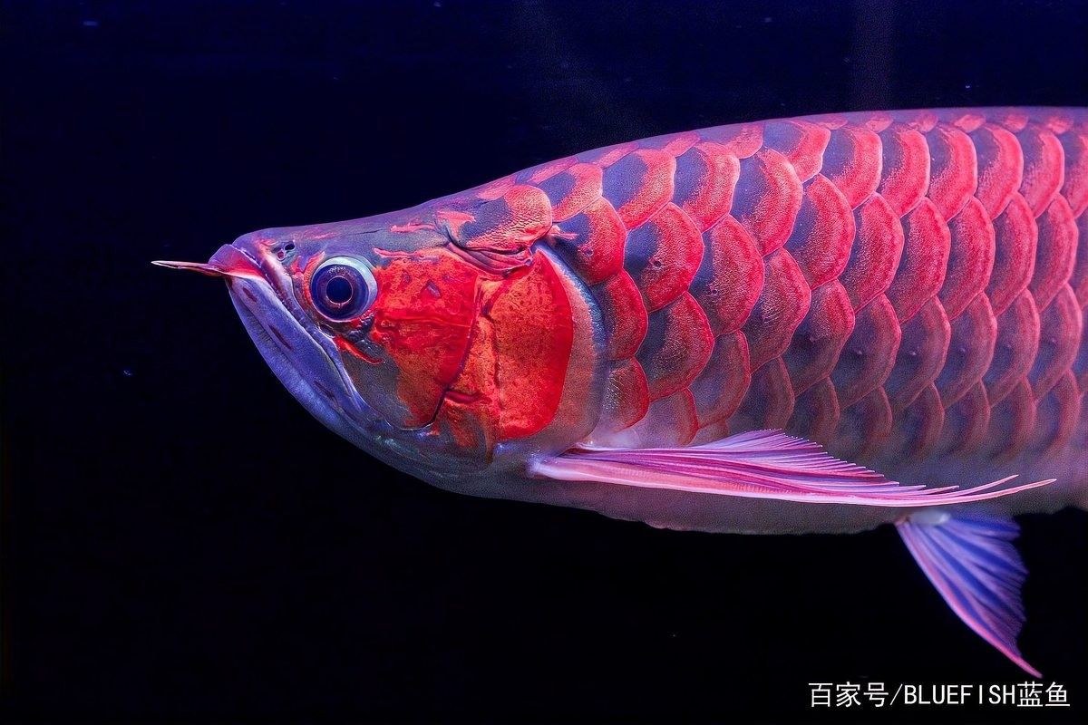 龍魚濾材搭配