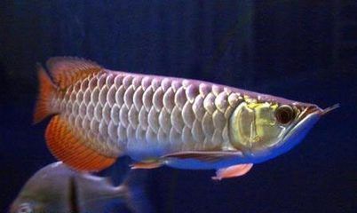 金龍魚的食量：關于金龍魚食量的一些詳細信息