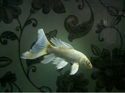 龍鳳錦鯉和龍魚可以混養(yǎng)嗎：龍鳳錦鯉和龍魚可以混養(yǎng)嗎龍鳳錦鯉和龍魚可以混養(yǎng)嗎 龍鳳錦鯉和龍魚可以混養(yǎng)嗎：龍鳳錦鯉和龍魚可以混養(yǎng)嗎龍鳳錦鯉和龍魚可以混養(yǎng)嗎 龍魚百科 第3張