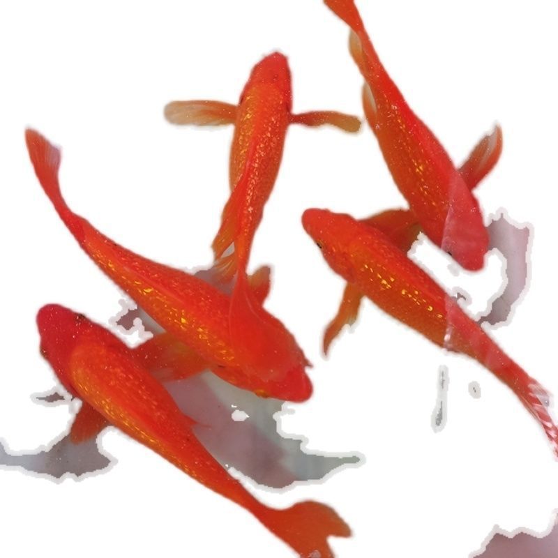 龍鳳錦鯉和龍魚可以混養(yǎng)嗎：龍鳳錦鯉和龍魚可以混養(yǎng)嗎龍鳳錦鯉和龍魚可以混養(yǎng)嗎 龍鳳錦鯉和龍魚可以混養(yǎng)嗎：龍鳳錦鯉和龍魚可以混養(yǎng)嗎龍鳳錦鯉和龍魚可以混養(yǎng)嗎 龍魚百科 第2張