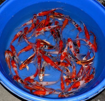 龍鳳錦鯉和龍魚可以混養(yǎng)嗎：龍鳳錦鯉和龍魚可以混養(yǎng)嗎龍鳳錦鯉和龍魚可以混養(yǎng)嗎 龍鳳錦鯉和龍魚可以混養(yǎng)嗎：龍鳳錦鯉和龍魚可以混養(yǎng)嗎龍鳳錦鯉和龍魚可以混養(yǎng)嗎 龍魚百科 第1張