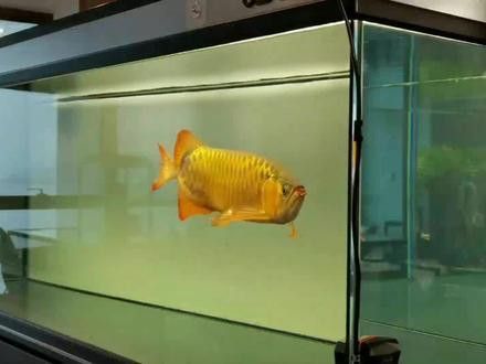 小紅龍魚用什么燈比較好看