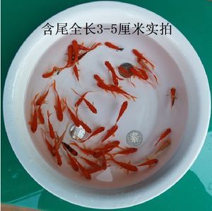 龍魚能跟飼料魚一塊養嗎(探討龍魚與飼料魚是否可以混養之前) 龍魚百科 第5張 龍魚能跟飼料魚一塊養嗎(探討龍魚與飼料魚是否可以混養之前) 龍魚能跟飼料魚一塊養嗎(探討龍魚與飼料魚是否可以混養之前) 龍魚百科 第5張