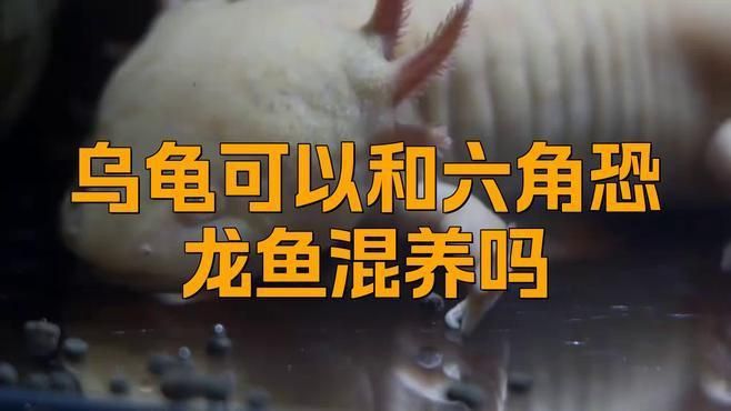 龍魚和烏龜混養需要注意什么？