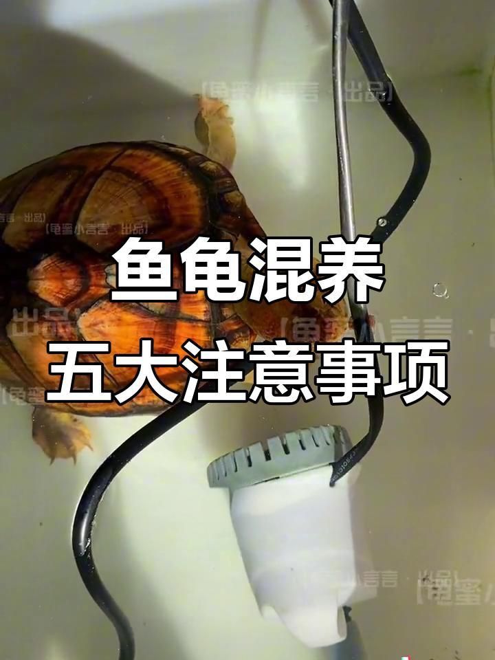 龍魚和烏龜混養需要注意什么？