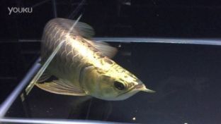 過背金龍魚喂什么發色好一點（過背金龍魚吃什么發色好）