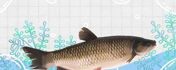 龍魚吃草魚嗎會死嗎：龍魚與草魚的食譜通常不沖突，但長期喂食可能會導致健康問題