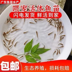 龍魚吃草魚嗎會死嗎：龍魚與草魚的食譜通常不沖突，但長期喂食可能會導致健康問題