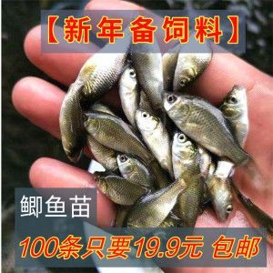 龍魚吃草魚嗎會死嗎：龍魚與草魚的食譜通常不沖突，但長期喂食可能會導致健康問題