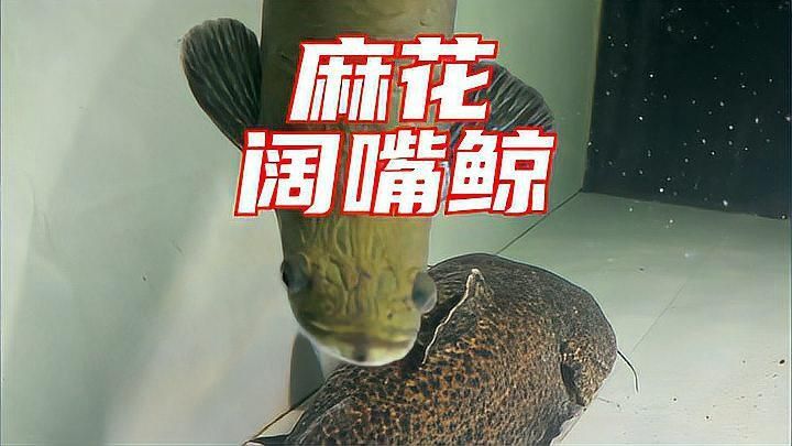 麻花闊嘴鯨