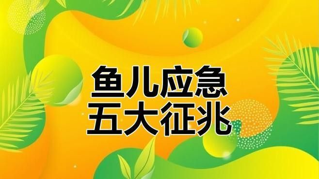 銀龍魚受驚嚇撞缸了
