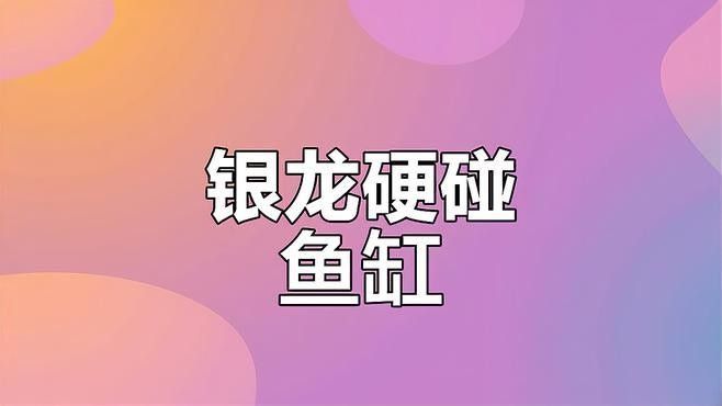 銀龍魚受驚嚇撞缸了