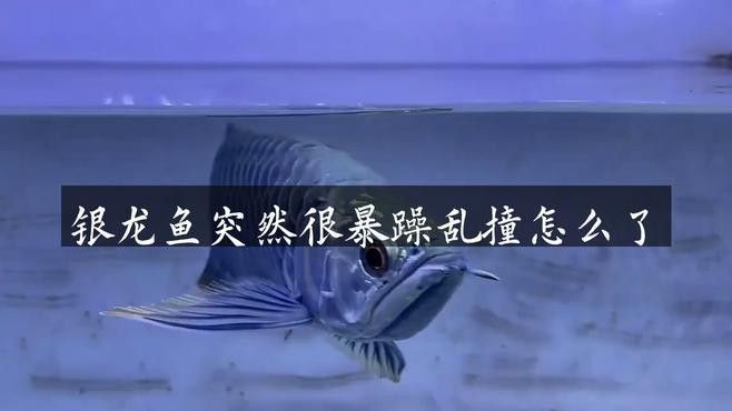 銀龍魚受驚嚇撞缸了