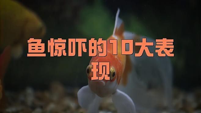 銀龍魚受驚嚇撞缸了