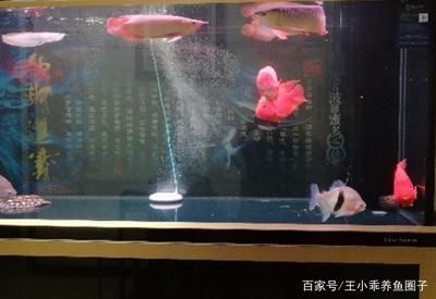 紅龍魚混養最忌三種魚嗎（紅龍魚混養環境布置技巧紅龍魚混養伴侶選擇指南）